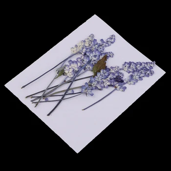 10buc Naturale Presate de Salvie Uscate Flori De Artă Ambarcațiuni DIY Violet