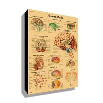 Structura Corpului uman Diagrama Creierul Panza Pictura Arta de Perete Postere si Printuri Bunuri de uz Casnic pentru Camera de zi Cuadros Neînrămate